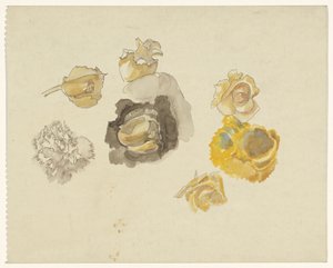 Studien von gelben Blumen