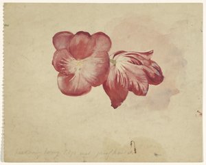 Zwei rote Tulpen von Carel Adolph Lion Cachet