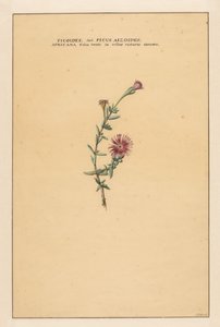 Ficus von Carel Borchaert Voet