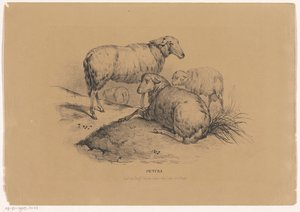Vier Schafe von Carel Christiaan Antony Last