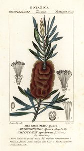 Albany-Flaschenbürste, Callistemon speciosus