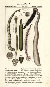 Fischegel und Süßwasseregel: Branchiobdellida 1, Pontobdella spinosa 2, Whitmania laevis 3, Hirudo vittata 4, Piscicola geometra 5, Ichthyobdella geometra 5, Geobdella trochetii 6