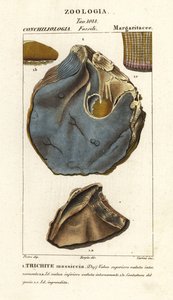 Fossil einer ausgestorbenen Austernart, Trihites plati