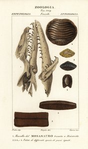 Fossiler Schädel eines ausgestorbenen Mososaurus in Maastricht gefunden 1, und Gaumen ausgestorbener Fische 2-5