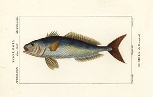 Großer Bernsteinfisch, Seriola dumerili, Seriola di Dumeril