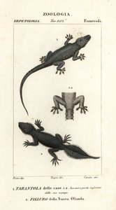 Hausgecko, Hemidactylus frenatus 1, und Breitschwanzgecko, Phyllurus platurus 2