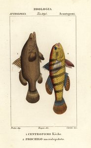 Nilbarsch, Lates niloticus, und Schläferfisch oder Gründling, Ophiocara macrolepidota