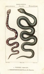 Halsband-Speikobra, Hemachatus haemachatus 1, und Martinique-Lanzenotter, Bothrops lanceolatus 2