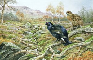 Birkhuhn auf einem Moor
