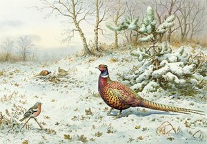 Fasan und Buchfink von Carl Donner