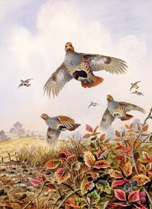 Aufgescheuchte Rebhühner von Carl Donner
