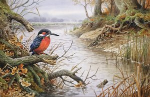 Eisvogel