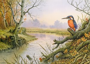 Eisvogel: Herbstflusslandschaft