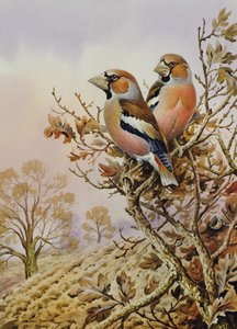 Paar von Buchfinken von Carl Donner