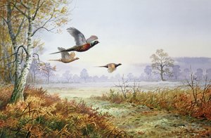 Fasane im Flug