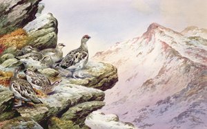 Schneehuhn auf den Gipfeln