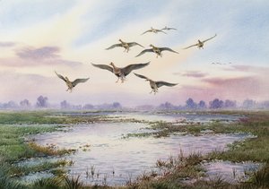 Blässgänse im Landeanflug von Carl Donner