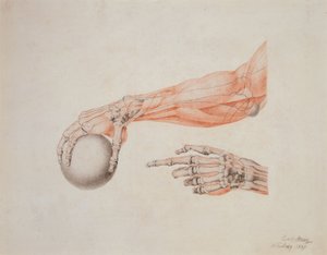 Anatomische Hände, 1837
