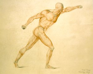 Anatomische Muskulatur eines Mannes in voller Streckung