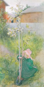 Apfelblüte von Carl Larsson