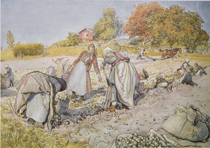 Kartoffeln ernten