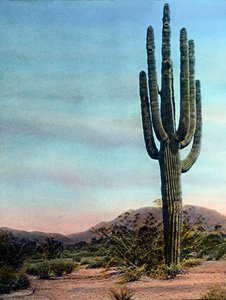 USA, Arizona, Riesenkaktus in der Sonora-Wüste, Bilddatum: ca. 1920 von Carl Simon