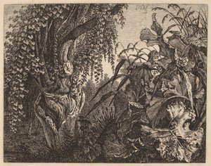 Ein Dickicht; ein knorriger Weidenbaum links, ein Dickicht aus Vegetation rechts