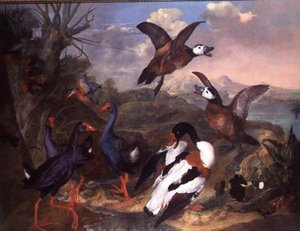 Vögel in einer Landschaft