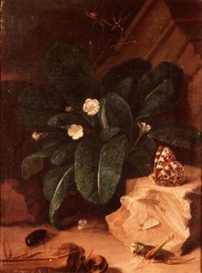 Stillleben mit Primeln und Insekten von Carl Wilhelm de Hamilton