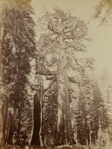 Grizzly-Riese, Mariposa Grove von Carleton E. Watkins