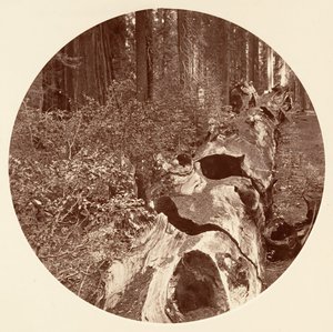 Auld Reckie - C. Grove
