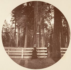 Auld Reckie. C. Grove, ca. 1878