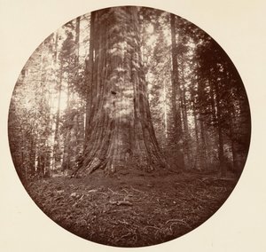 Empire State. C. Grove, ca. 1878