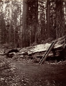 Vater des Waldes, 1865-66, gedruckt ca. 1876
