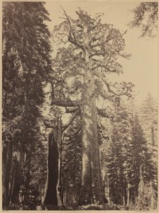 Grizzly-Riese, Mariposa Grove, 1861