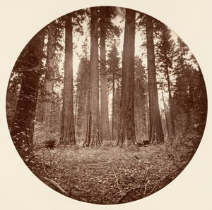 James King of William. Keyston State etc. Calaveras Grove, ca. 1878 von Carleton Emmons Watkins