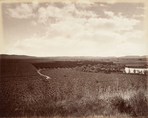 Lake Vineyard und Orangenhain, Los Angeles von Carleton Emmons Watkins