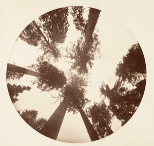 Blick nach oben unter den Zucker-Kiefern - Calaveras Grove von Carleton Emmons Watkins