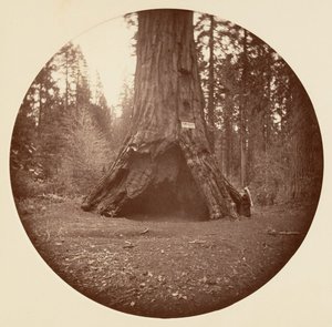 Pioneers Cabin - Calaveras Grove, ca. 1878 von Carleton Emmons Watkins