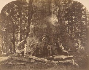 Abschnitt des Grisly Giant, Mariposa Grove, 1861 von Carleton Emmons Watkins