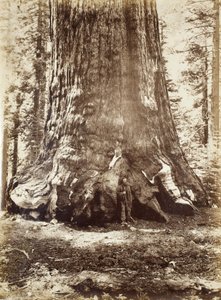 Abschnitt des Grizzly-Riesen mit Galen Clark, Mariposa Grove, Yosemite, 1865-66 von Carleton E. Watkins