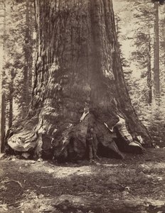 Abschnitt des Grizzly-Riesen mit Galen Clark, Mariposa Grove, Yosemite, 1865-66, gedruckt ca. 1876
