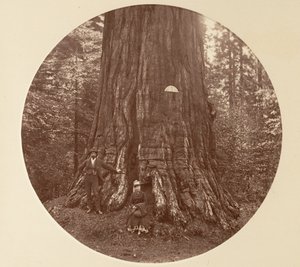 The Empire State - C. Grove von Carleton Emmons Watkins