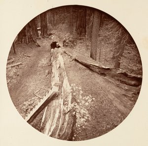 Der Vater des Waldes, 450 Fuß lang, C. Grove, ca. 1878 von Carleton Emmons Watkins