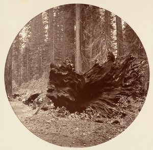 Der Vater des Waldes von Carleton Emmons Watkins