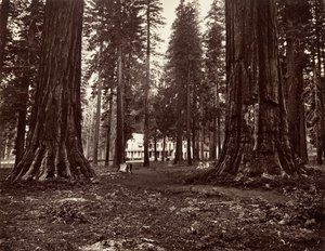 Das Hotel von Mammoth Grove von Carleton Emmons Watkins