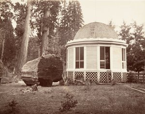 Das Haus, das über dem Stumpf eines großen Baumes gebaut wurde, 1865-66, gedruckt ca. 1876 von Carleton Emmons Watkins