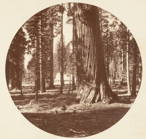 Das Mammoth Grove Hotel vom Hain - Calaveras