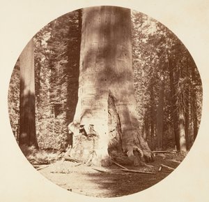Die Mutter des Waldes - Calaveras Grove von Carleton Emmons Watkins