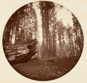 Die Mutter des Waldes aus dem Vater des Waldes - Calavaras Grove, ca. 1878 von Carleton Emmons Watkins